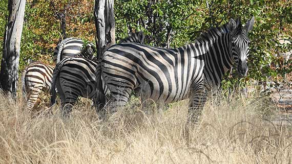 Botswana: vivi con noi un'immersione totale dentro la natura senza confini