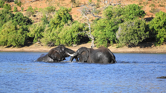 Self drive in Botswana, Zambia e Namibia tra parchi deserti e cascate