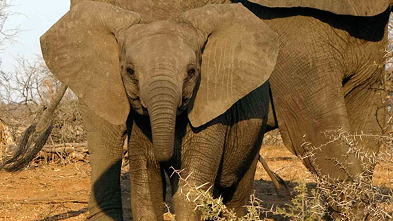 Tour in Sudafrica: da sud a nord tra coste selvagge, canyon e savane